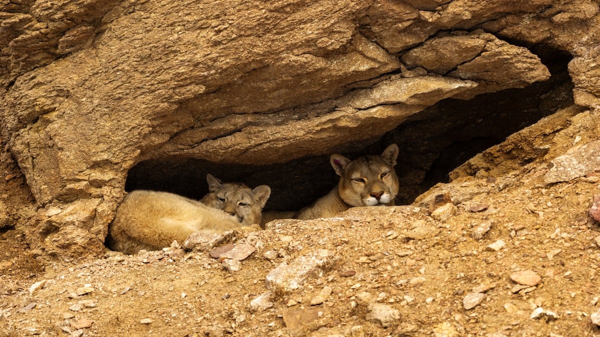 Tras los pasos del puma en la estepa santacruceña: una búsqueda que empieza antes del amanecer
