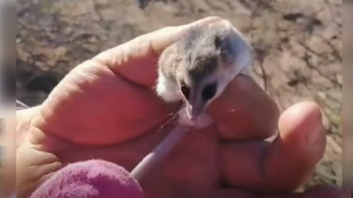 Rescatan una comadreja enana oculta entre la leña en una casa de Cutral Co y la devuelven a la estepa
