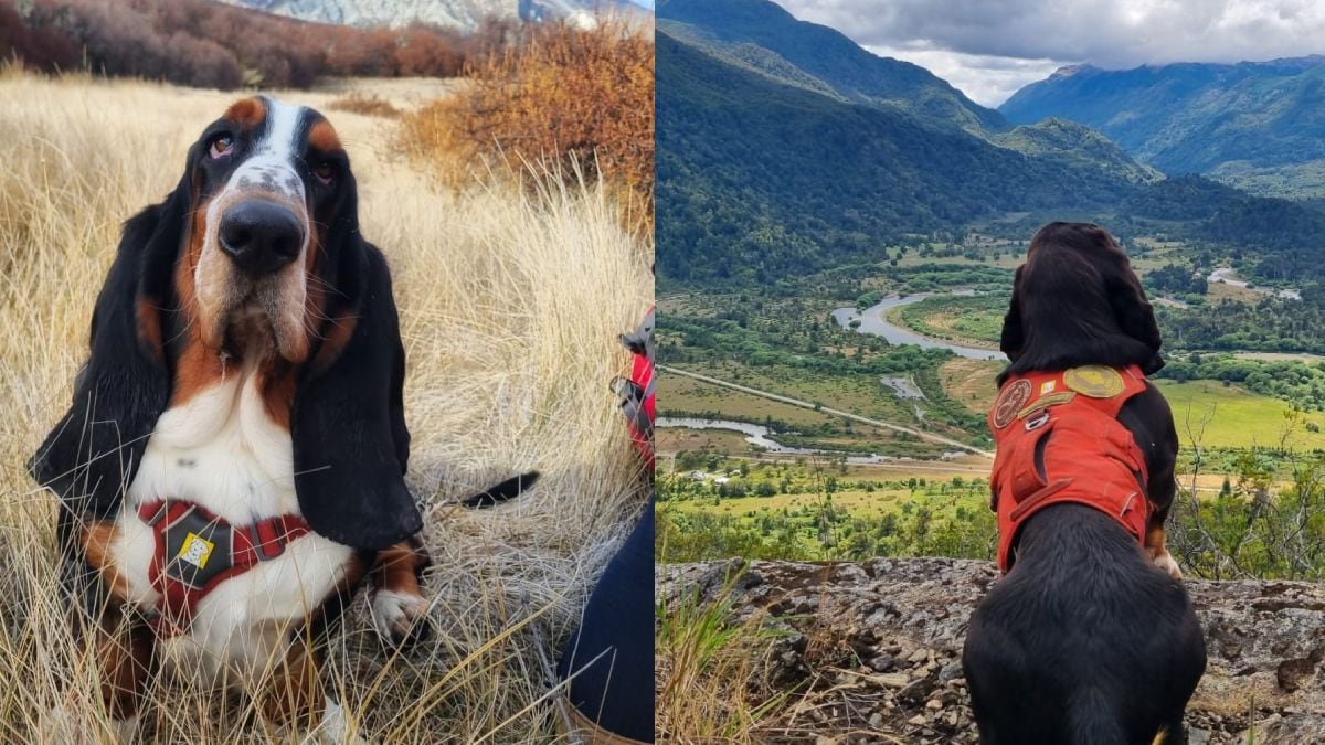Humboldt, el basset hound que se sienta en el bosque y avisa dónde está el huillín