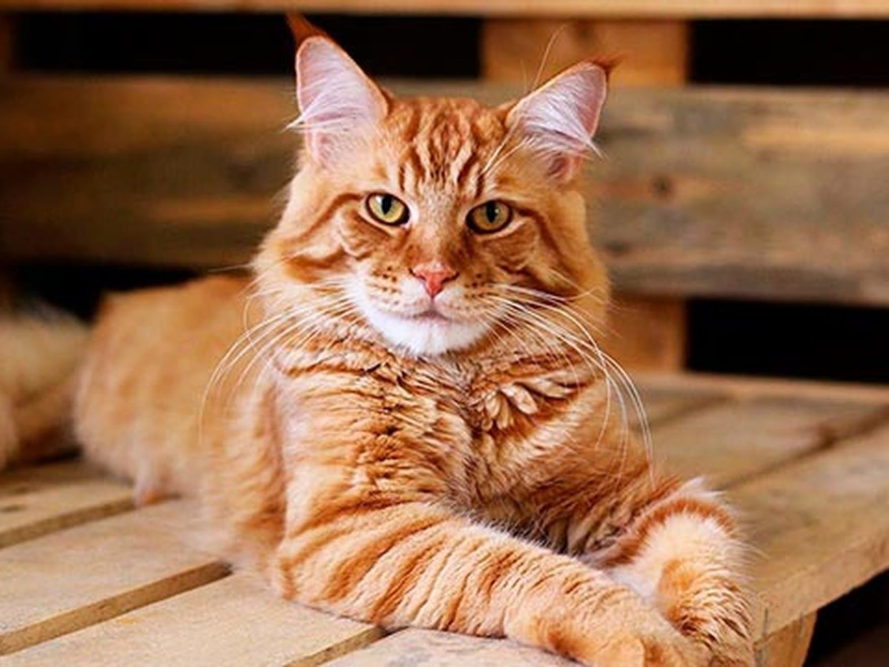 Los gatos ya conviven en la mitad de los hogares argentinos con mascotas: qué hay detrás del crecimiento