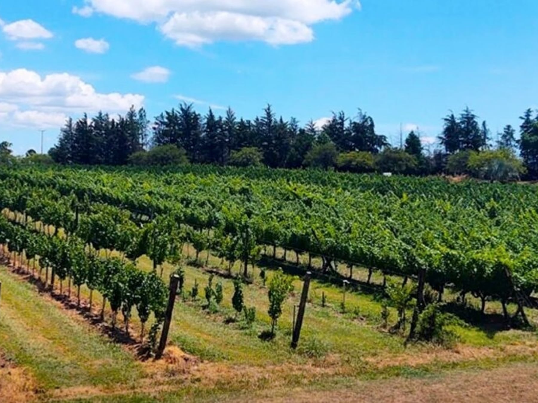 San José, la escapada entrerriana donde el agua caliente se sirve junto a una copa de vino