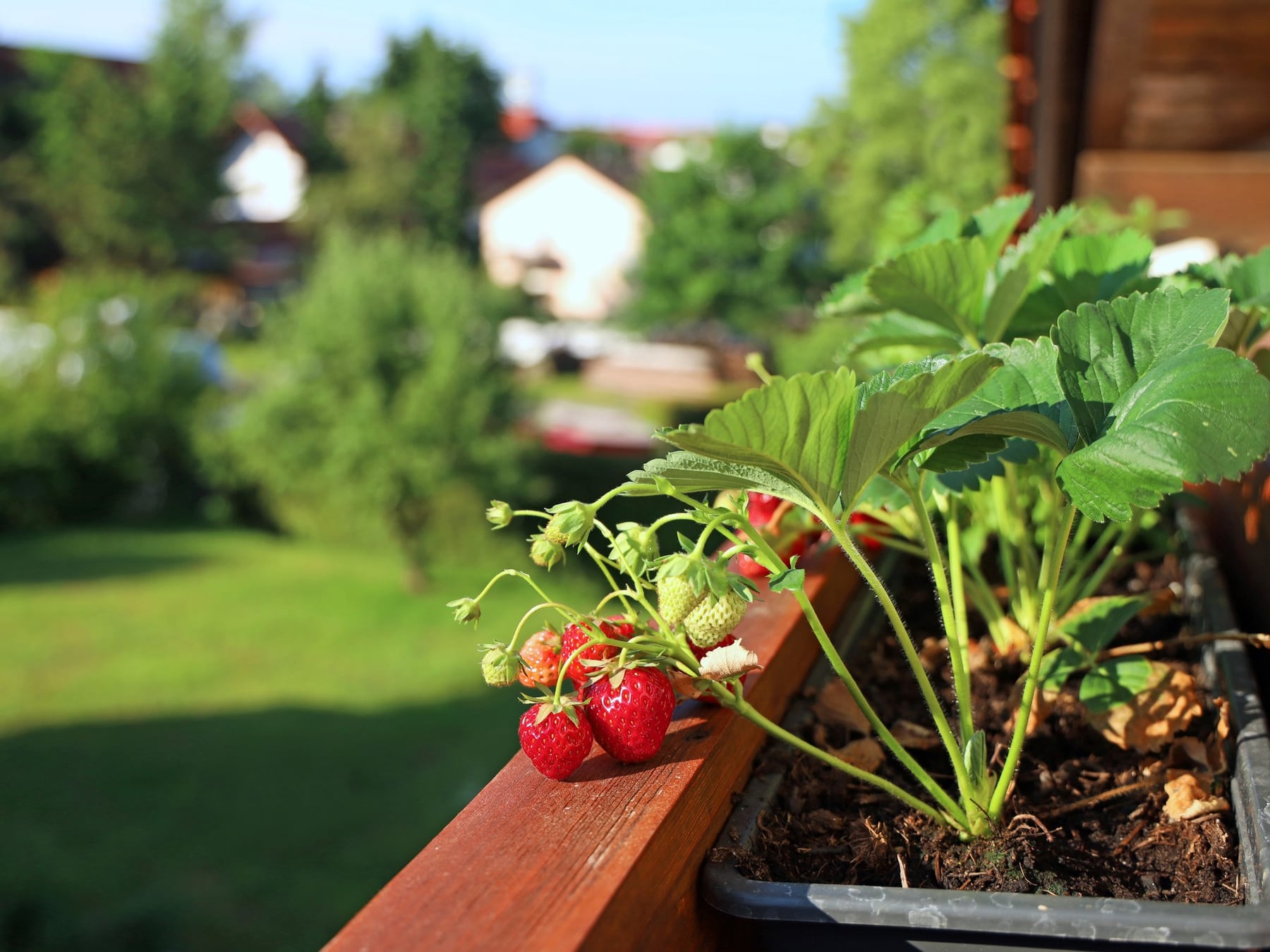 Septiembre en la huerta: cómo combinar aromáticas, hortalizas y ornamentales sin resignar espacio