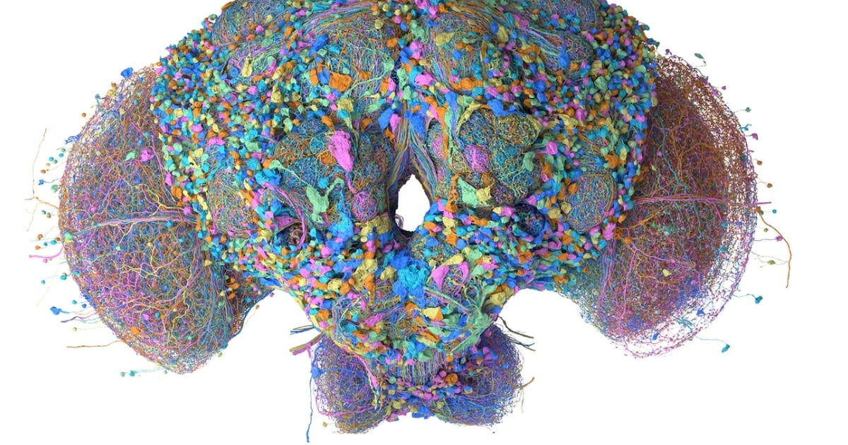 Una mosca de la fruta en versión digital: qué se puede hacer con el mapa neuronal más detallado hasta hoy