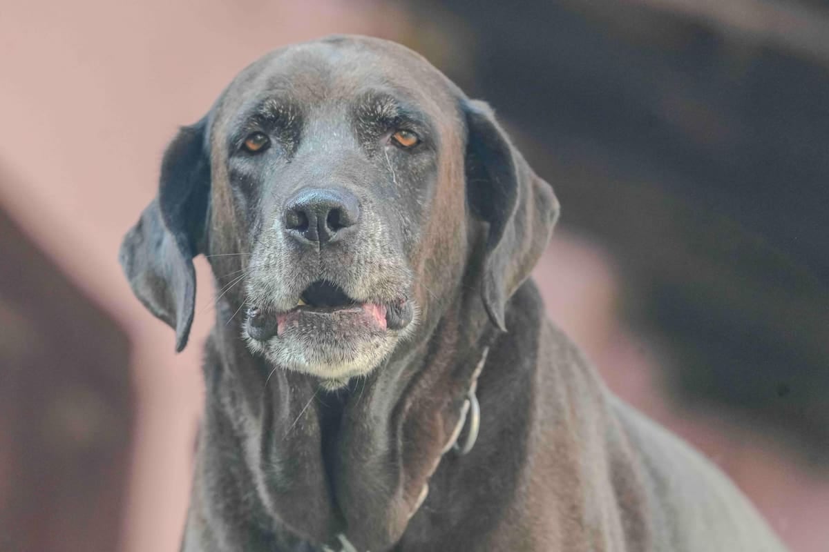 El Chaltén: cómo se calculan los módulos del registro municipal de mascotas y qué paga cada vecino