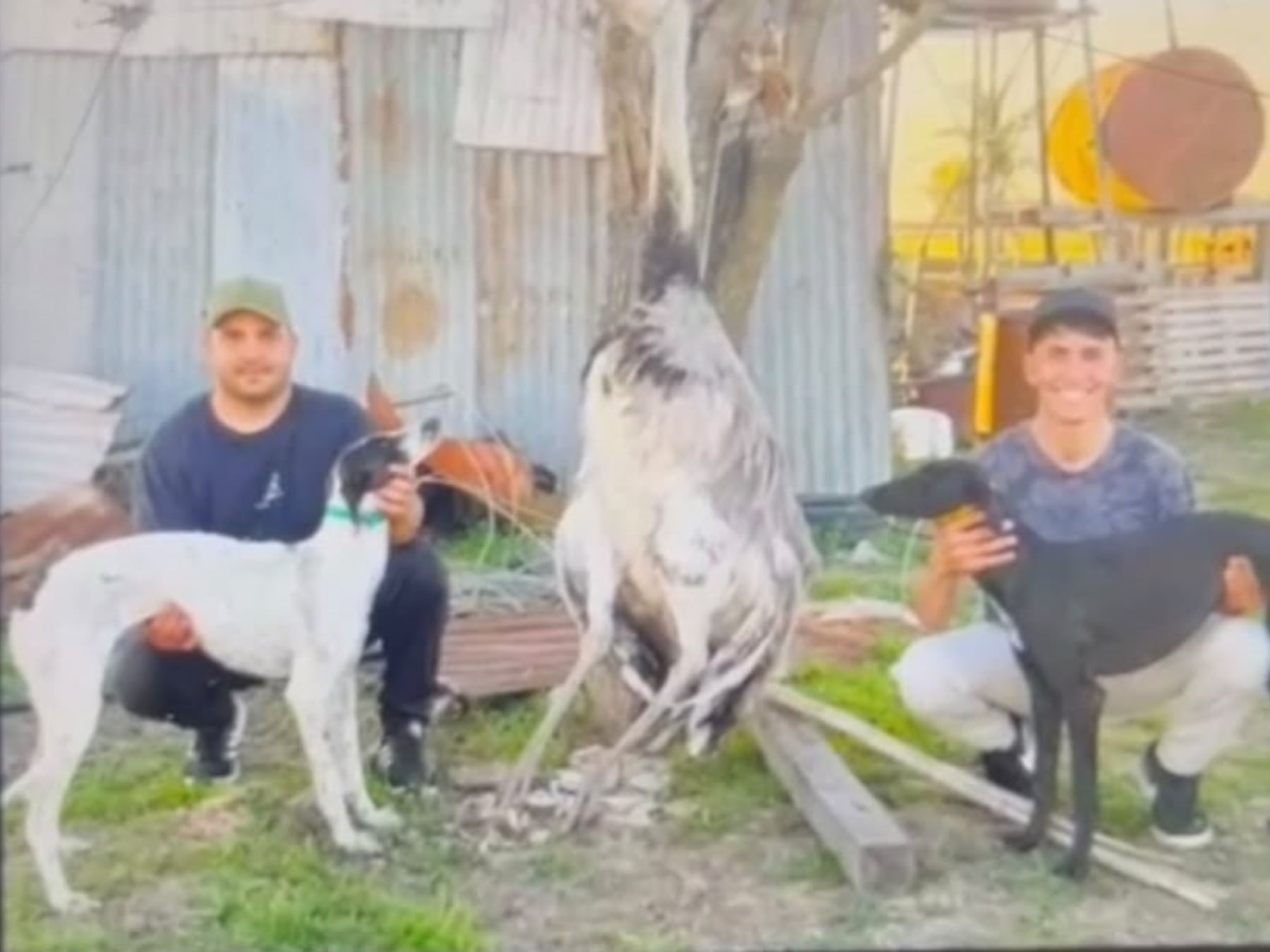 Imputan a dos hombres por matar a un ñandú con galgos en un campo de Pergamino y la Cámara deberá definir la calificación