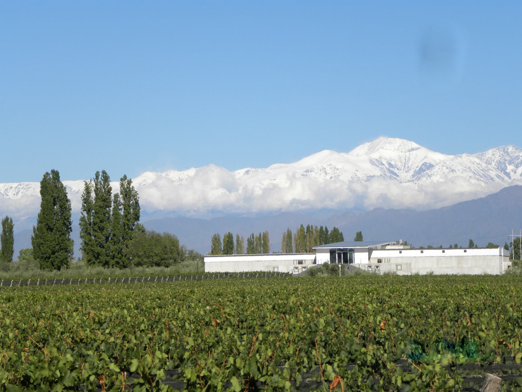 Chacras de Coria, el pueblo mendocino que se reinventó para dejar de ser una parada en el camino al vino