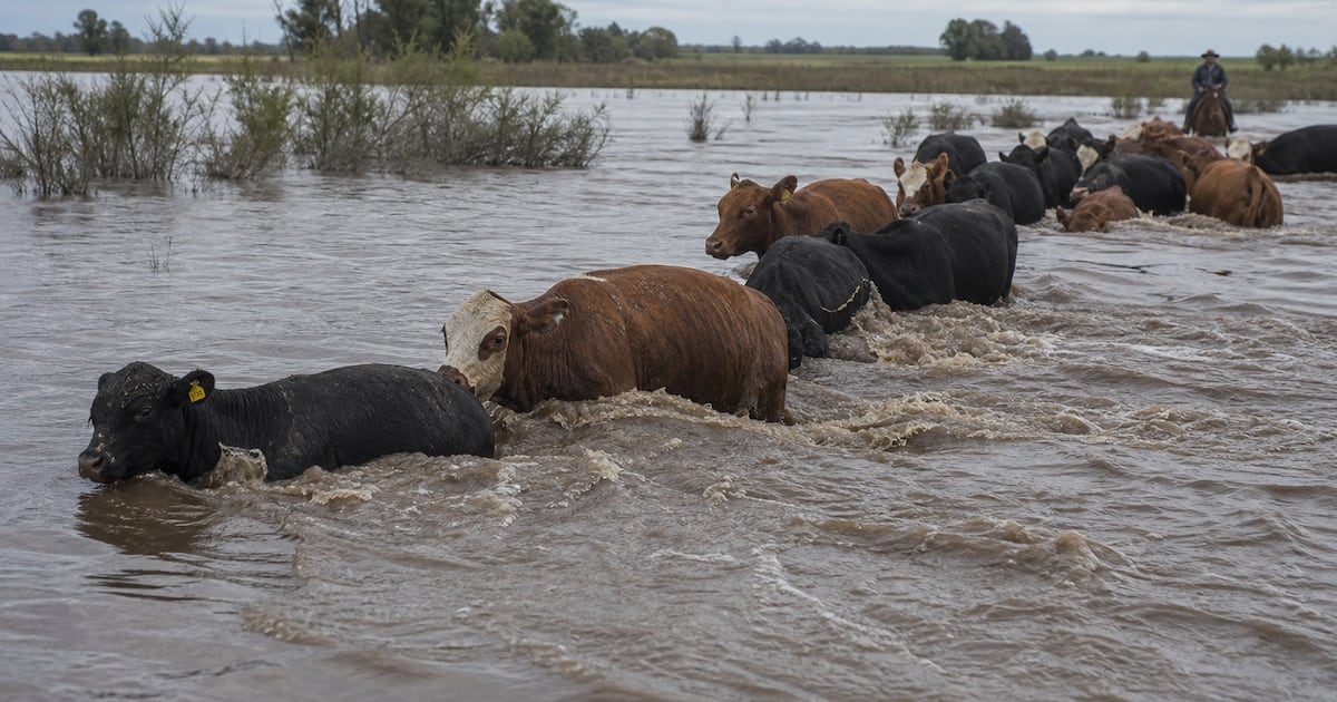 La crecida del Paraná golpea al ganado correntino y empuja el precio de la carne en Cañuelas