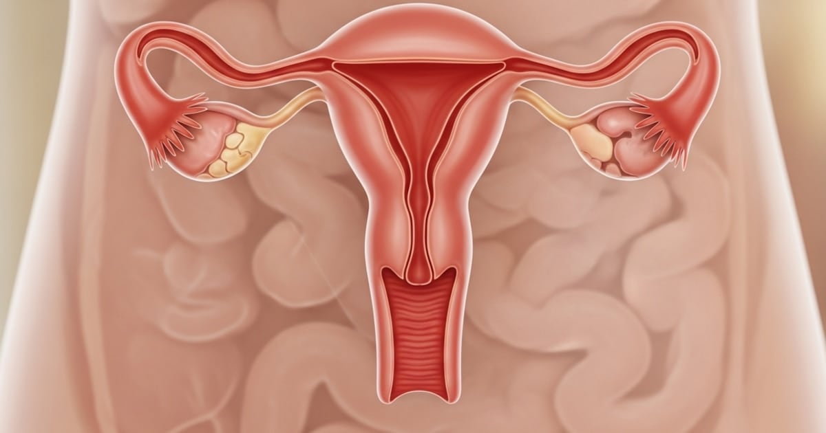 Un estudio en Estados Unidos revela que el ovario mantiene actividad biológica décadas después de la menopausia