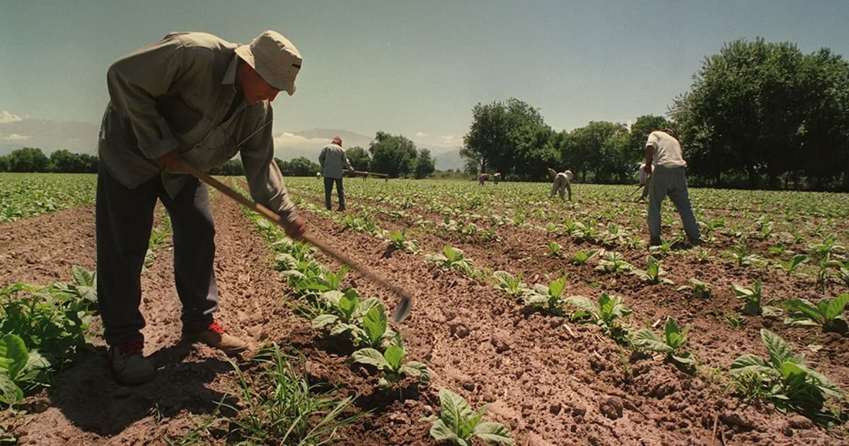 Extienden por un año el piso de asignaciones para los trabajadores rurales de temporada