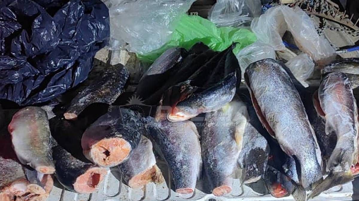 Pesca en la Patagonia: la cuenta regresiva antes del 1 de noviembre y la ventana que todavía queda abierta en dos embalses neuquinos